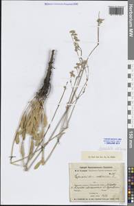 Качим высочайший L., Сибирь, Западная Сибирь (S1) (Россия)