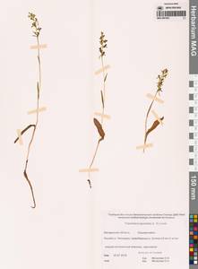 Любка комарниковая (L.f.) Lindl., Сибирь, Чукотка и Камчатка (S7) (Россия)