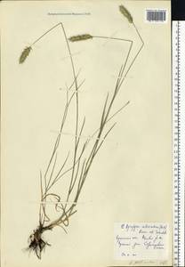 Житняк гребенчатый (L.) Gaertn., Восточная Европа, Северо-Украинский район (E11) (Украина)