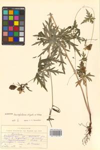 Aconitum karafutense subsp. karafutense, Сибирь, Дальний Восток (S6) (Россия)