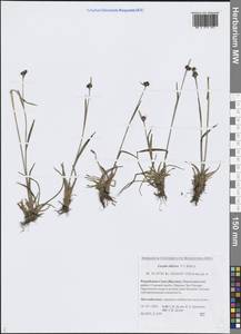 Luzula multiflora subsp. sibirica V.I.Krecz., Сибирь, Якутия (S5) (Россия)