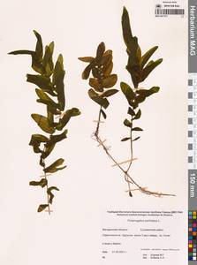 Рдест пронзеннолистный, Рдест стеблеобъемлющий L., Сибирь, Чукотка и Камчатка (S7) (Россия)