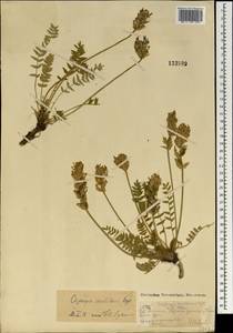 Остролодочник шишковидный Bunge, Монголия (MONG) (Монголия)