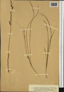 Carex ferruginea Scop., Западная Европа (EUR)