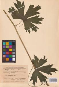 Aconitum lycoctonum subsp. lasiostomum (Rchb.) Warncke, Восточная Европа, Центральный лесостепной район (E6) (Россия)