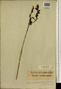 Thamnochortus erectus (Thunb.) Mast., Африка (AFR) (ЮАР)