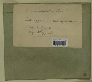 Dicranum polysetum Sw., Гербарий мохообразных, Мхи - Архангельская и Вологодская области, Коми, Ненецкий АО (B7) (Россия)