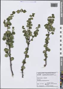 Березка карликовая L., Сибирь, Центральная Сибирь (S3) (Россия)