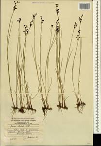 Ситник альпийскочленистый Chaix, Кавказ, Южная Осетия (K4b) (Южная Осетия)