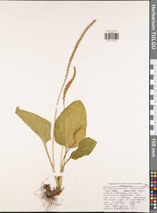 Подорожник большой L., Восточная Европа, Центральный район (E4) (Россия)