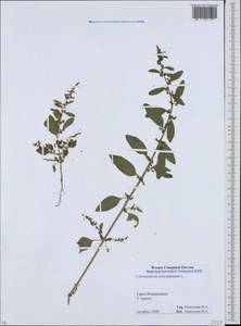 Lipandra polysperma (L.) S. Fuentes, Uotila & Borsch, Кавказ, Северная Осетия, Ингушетия и Чечня (K1c) (Россия)