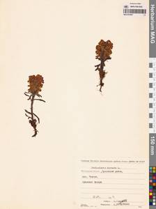 Мытник волосистый L., Сибирь, Чукотка и Камчатка (S7) (Россия)