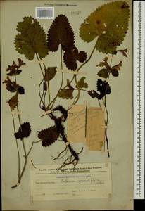 Betonica macrantha K.Koch, Кавказ, Азербайджан (K6) (Азербайджан)