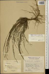 Seriphidium spicigerum (C. Koch) Poljak., Кавказ, Армения (K5) (Армения)