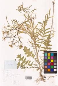 Гулявник высокий L., Восточная Европа, Центральный район (E4) (Россия)