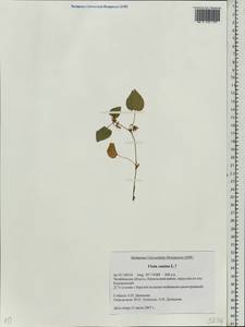 Фиалка собачья L., Восточная Европа, Восточный район (E10) (Россия)