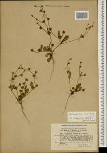 Garhadiolus hedypnois (Fisch. & C. A. Mey.) Jaub. & Spach, Кавказ, Азербайджан (K6) (Азербайджан)