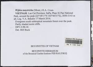Wijkia tanytricha (Mont.) H.A. Crum, Гербарий мохообразных, Мхи - Азия (вне границ бывшего СССР) (BAs) (Вьетнам)
