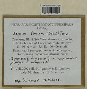 Ptychostomum bimum (Schreb.) J.R. Spence, Гербарий мохообразных, Мхи - Северный Кавказ и Предкавказье (B12) (Россия)