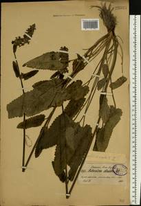 Betonica officinalis subsp. officinalis, Восточная Европа, Северо-Западный район (E2) (Россия)