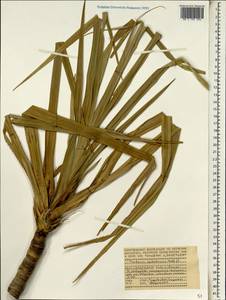 Pandanus sechellarum Balf.f., Африка (AFR) (Сейшельские острова)