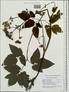 Сныть обыкновенная L., Крым (KRYM) (Россия)