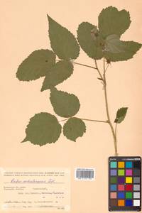 Rubus idaeus subsp. idaeus, Сибирь, Чукотка и Камчатка (S7) (Россия)