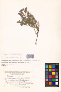 MHA 0 157 227, Thymus pannonicus All., Восточная Европа, Центральный лесостепной район (E6) (Россия)