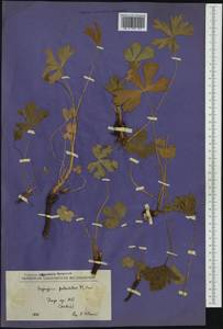 Eryngium palmatum Pancic & Vis., Западная Европа (EUR) (Сербия)