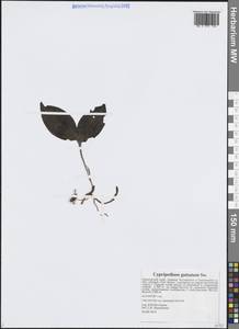 Венерин башмачок крапчатый Sw., Сибирь, Дальний Восток (S6) (Россия)