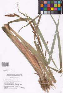 Осока береговая Curtis, Восточная Европа, Центральный район (E4) (Россия)