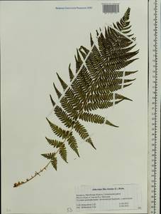 Кочедыжник женский (L.) Roth, Восточная Европа, Белоруссия (E3a) (Белоруссия)