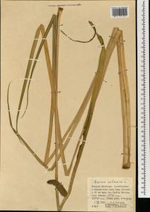 Acorus americanus subsp. triqueter, Монголия (MONG) (Монголия)