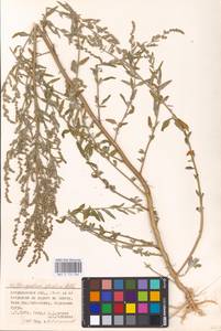Chenopodium betaceum Andrz., Восточная Европа, Нижневолжский район (E9) (Россия)