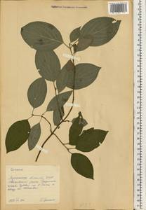 Кизил, Восточная Европа, Северо-Украинский район (E11) (Украина)