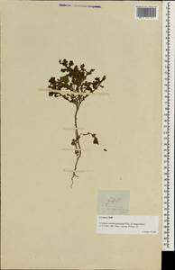Grangea maderaspatana (L.) Poir., Зарубежная Азия (ASIA) (Филиппины)