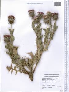 Кузиния ежеголовая Sennikov, Средняя Азия и Казахстан, Западный Тянь-Шань и Каратау (M3) (Киргизия)