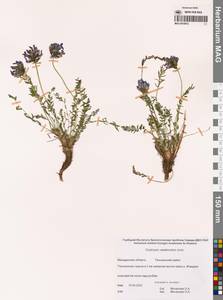 Остролодочник Васьковского Jurtzev, Сибирь, Чукотка и Камчатка (S7) (Россия)