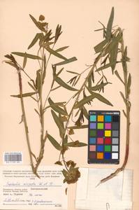 Euphorbia tommasiniana Bertol., Восточная Европа, Московская область и Москва (E4a) (Россия)