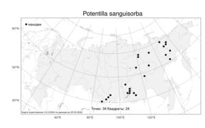 Potentilla sanguisorba, Лапчатка кровохлебковая Willd. ex D. F. K. Schltdl., Атлас флоры России (FLORUS) (Россия)