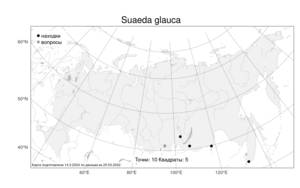 Suaeda glauca, Сведа сизая (Bunge) Bunge, Атлас флоры России (FLORUS) (Россия)