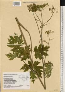 Heracleum sphondylium subsp. sibiricum (L.) Simonk., Восточная Европа, Центральный район (E4) (Россия)