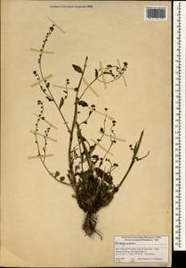 Boraginaceae, Зарубежная Азия (ASIA) (Индия)