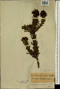 Leucospermum calligerum (Salisb. ex Knight) Rourke, Африка (AFR) (ЮАР)