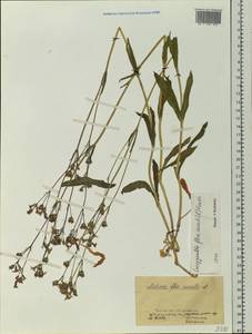 Горицвет кукушкин, кукушкин цвет (L.) Greuter & Burdet, Сибирь, Западная Сибирь (S1) (Россия)