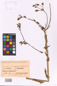 Латук крупнолистный (Willd.) A. Gray, Восточная Европа, Восточный район (E10) (Россия)