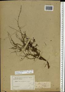 Курчавка шиповатая L., Восточная Европа, Нижневолжский район (E9) (Россия)