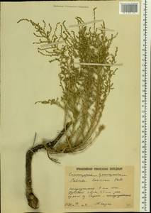 Caroxylon laricinum (Pall.) Tzvelev, Восточная Европа, Нижневолжский район (E9) (Россия)