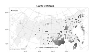 Carex vesicata, Осока пузыреватая Meinsh., Атлас флоры России (FLORUS) (Россия)