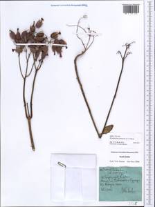 Kalanchoe pinnata (Lam.) Pers., Зарубежная Азия (ASIA) (Индия)